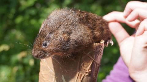 An image of a water vole being held by a wildlife expert.