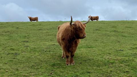 Three brown Highland cows stand in a green field. Two stand further away from the camera, on the crest of a hill. The third stands quite close to the camera looking off to the right. It has two large curved horns