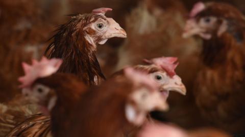 Several brown chickens