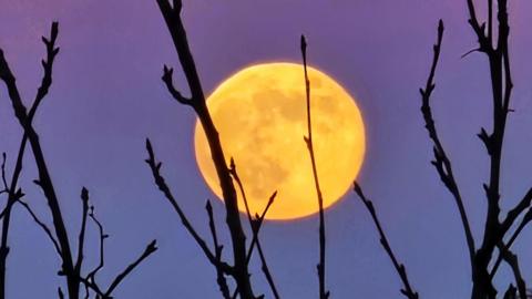 Bright orange supermoon in the sky at dusk with bare tree branches in front