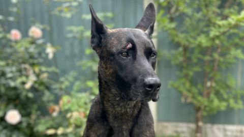 Police dog Vixen with the gash over her right eye