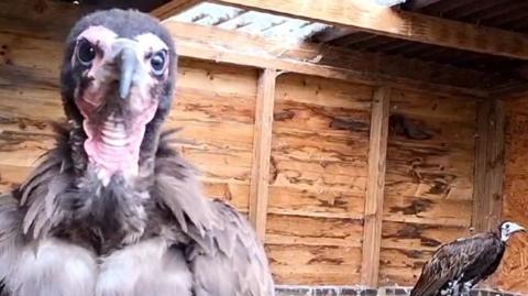 Rare African hooded vulture Togo, with mate Hope, in their enclosure.
