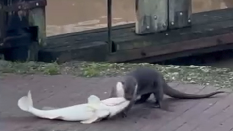 Otter dragging a large fish along a path, with the river in the background