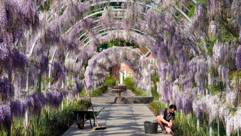 Horticulturalist Liam Anderson tends to the borders under the blossoming wisteria along Wisteria Walk at RHS Wisley in Woking