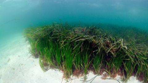 A patch of seagrass under water on a white bed of sand.