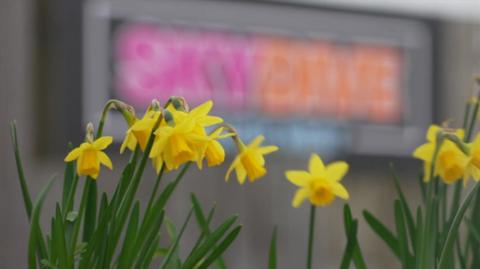 A close up of yellow daffodils outside of Dunkeswell Aerodrome near Honiton. The company logo of Sky Dive South West is blurred in the background.