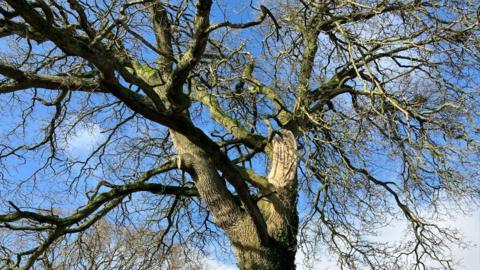 Oak tree