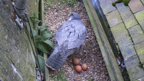 A close-up of the three eggs laid on a gravel area on a roof, with an adult bird standing next to them.