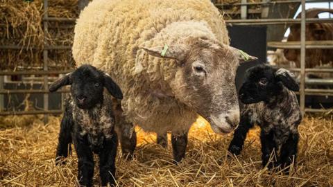 Fiona the sheep with her two little lambs. She is a large white sheep and they are smaller black ones.
