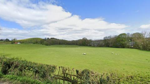 A green pasture on a sunny day with sheep in the distance. There is a hedge in the foreground. 