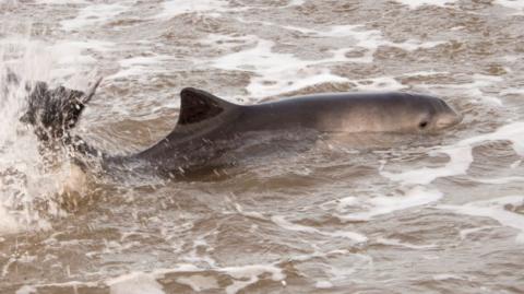A close up of a harbour porpoise splashing in water