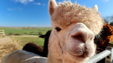 A close-up of a lama on the left with fields and bright blue sky behind