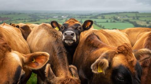 Cows in a farm