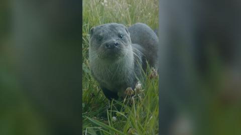 A grey otter looks directly at the camera. It has long white whiskers and is surrounded by grass.