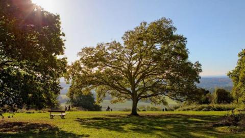 A large oak tree at a natural landscape. The sky is clear blue and sunny.