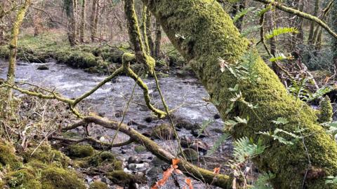 a uk river and forest tree covered in moss.