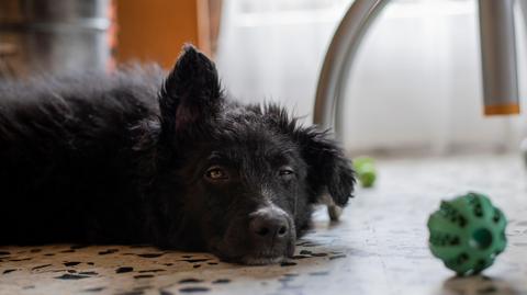 A black dog is lead on the floor. One ear is cocked up listening. 