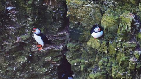 Two puffins perched on rocks at the RSPB Bempton Cliffs site.
