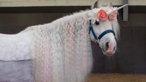 One of the centre's horses which is dressed up as a unicorn as part of a children's event. A horn and flowers have been fastened to the horse's head and its mane appears to have been lightly dyed in a rainbow of pastel colours. The white horse is looking towards the camera.