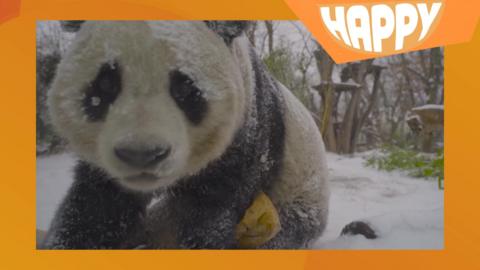 A panda bear and the happy logo