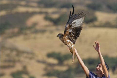 A volunteer releases a red kite chick in south west Spain