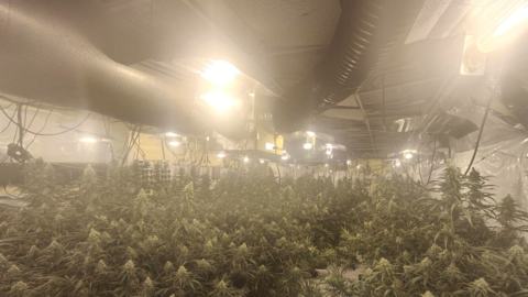 Large cannabis grow