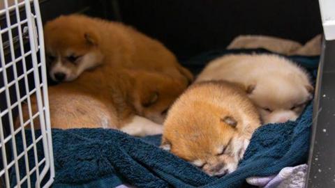 Three puppies can be seen sleeping together in a carrier. They are brown or ginger in colour and are on a blue blanket or towel. 