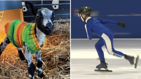 Two images: on the left a black and white lamb in a colourful knitted jumper standing in hey; on the right a boy ice skating at speed, he is wearing a blue and white suit and black helmet