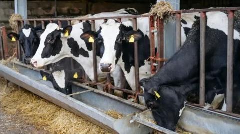 Five black and white cows in a barn, with their heads poking through bars to eat hay