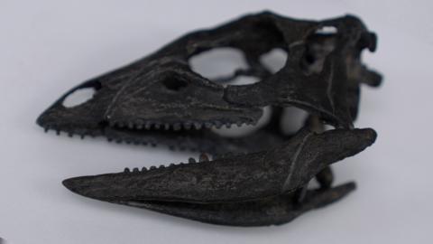 A photograph of the dinosaur's skull, which is black, on a white background. Small teeth protrude from the open jar