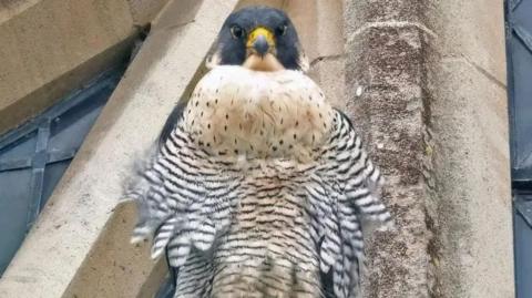 Mel, a female peregrine falcon, looking directly at the camera
