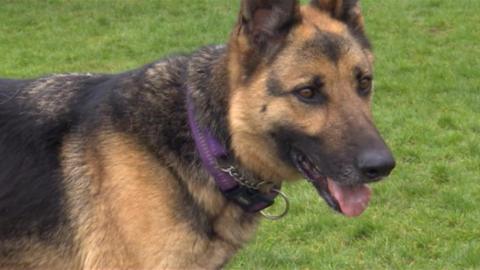 Side-view of a German Shepherd dog wearing a purple collar, she has her head titled slightly looking towards something.