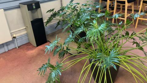 Two large, green plants with big leaves in black pots. They are situated on a carpet next to a water cooler.