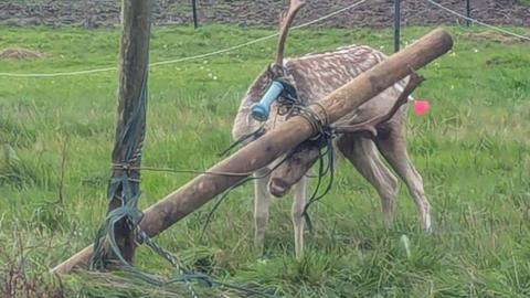 Deer with large antlers lying on grass with wiring and a wooden post on top of it.