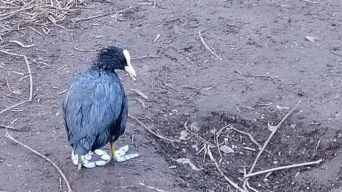 A small water bird with dark feathers and a white beak and feet standing on the ground, which appears to have been covered in diesel oil.