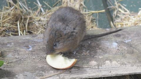 A water vole eating an apple