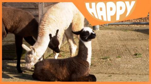 Three young llamas and the Happy News logo