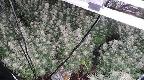 Dozens of cannabis plants in house with wires handing