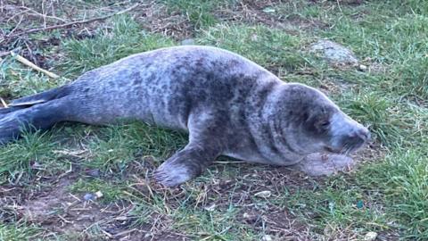 The unharmed seal at Whitley Bay