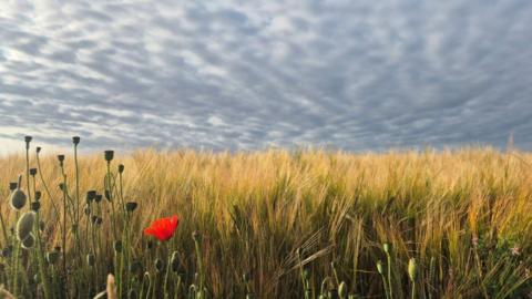 a poppy in a field