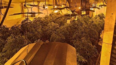 A picture of the inside of a tent which is filled with plants. There is lights above shining down on the plants.