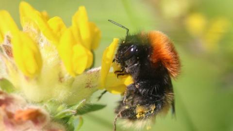 There is a bright yellow flower with a bumble bee perched on the end of it. The bumblebee is orange and black in colour and it has lumps of yellow pollen stuck to its body.
