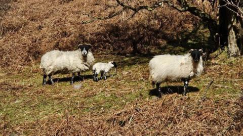 Three sheep in a field which contains a tree and brown foliage. One of the sheep appears to be a lamb.