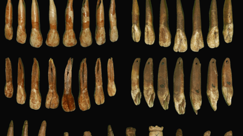 Thirty long teeth extracted from animals, pictured side-by-side against a black backdrop.