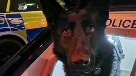 A black German shepherd dog looks up at the camera. It has brown eyes and a black nose. It is also sat in a white compartment in a police vehicle with a second yellow and blue police vehicle behind.