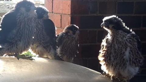 Four peregrine falcon chicks with white and grey feathers perched on top a spherical object in front of a brick wall. 