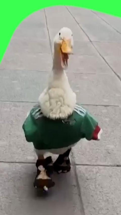 Merlin the Mexico duck