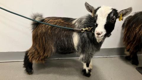 The photo shows a grey, brown and white pygmy goat on a green lead, standing indoors. The goat is looking towards the camera and has yellow tags in his ears. There is another longer haired goat partially visible to the right of the image.