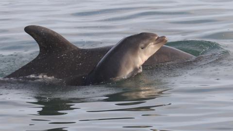 Dolphin Tallie and its calf Summer