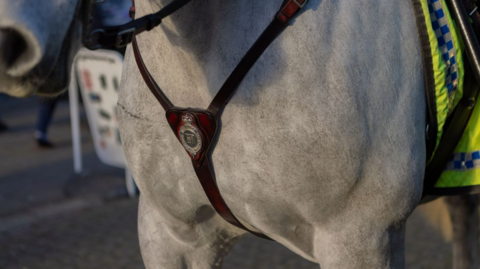 A grey horse has the breastplate across its chest which is on brown leather. Some florescent police insignia can be seen on the side of the horse. 